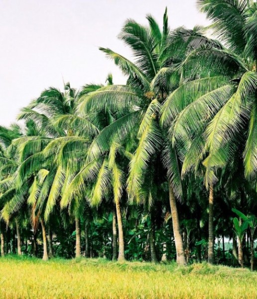 Sản phẩm Dừa Tươi COCO HIHI